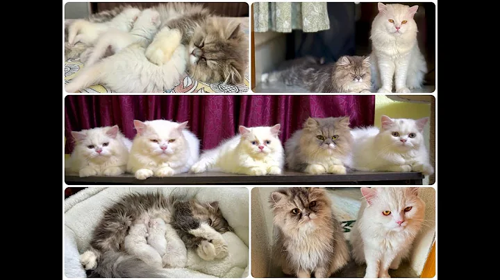 Video 11782221: persian cat love, kitten living