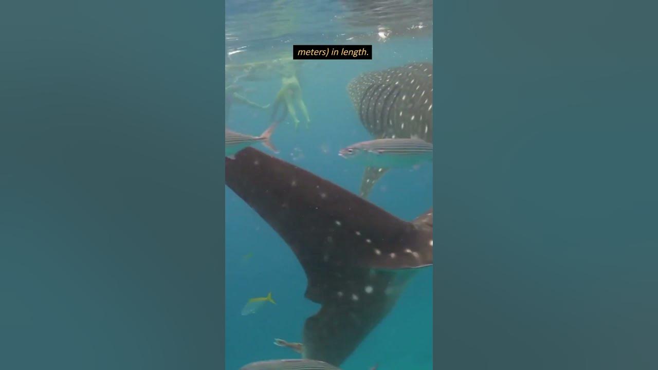 How Large Can Whale Sharks Grow? #shorts #whalesharks #sharks #