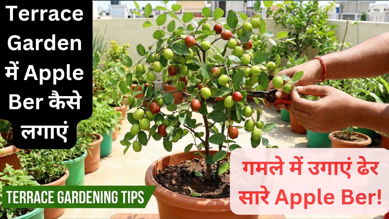 Apple Ber Plant Care in Pots | गमले में बेर का पौधा कैसे लगाएं?
