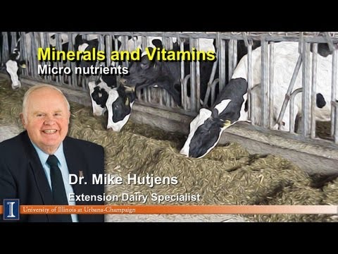 best minerals for dairy cows