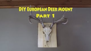 DIY European Deer Mount Part 1