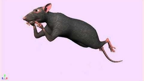 RAT RunCycle