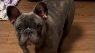 A Day in the Life a Dog | Lunch Time #dog #shortsvideo #frenchbulldog #video #shorts #food #family