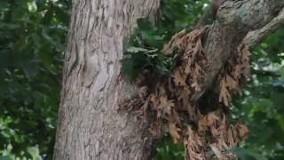 Squirrel Building a Nest