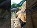 #turtle #tortoise #love #cute #eating #petlover #petshorts #catshorts