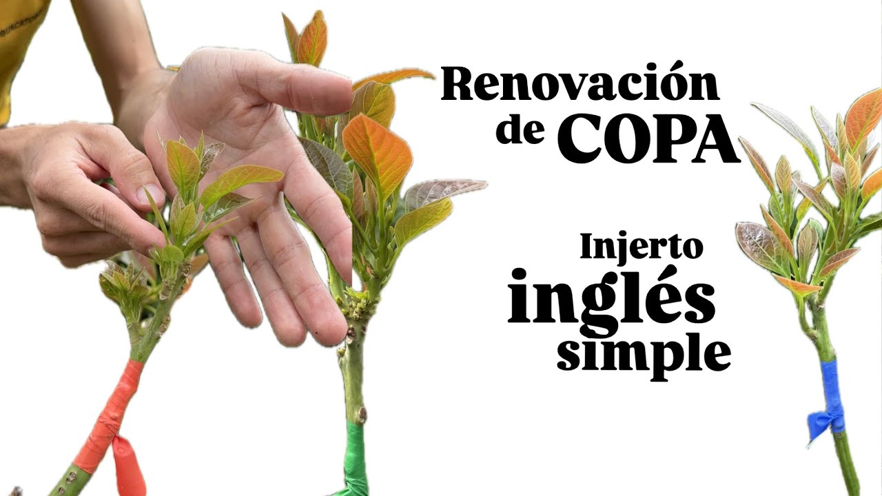 ¿Cómo INJERTAR brotes o CHUPONES en aguacate?
