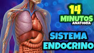 Human Endocrine System - 14 minutes #anatomy #study #medicine #shortvideo #endocrine