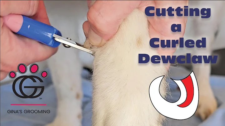 Cutting a Curled Dewclaw using basic tools with Bamba the Doodle!  (Includes visual walkthrough)
