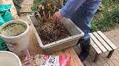 君子蘭の株分け方法 Taking Off Offsets From The Mother Plant Youtube 君子蘭の株分け方法 Taking Off Offsets From The Mother Plant Youtube