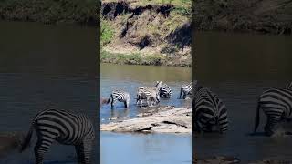 Zebra Crossing #Wildlife | #ShortsAfrica #DiscoverMyAfrica