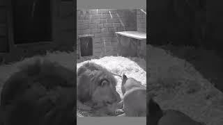 🦁✨ Lion Nestor is licking his cubs together with mother Zari.