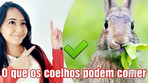 O que dar para um mini coelho comer?