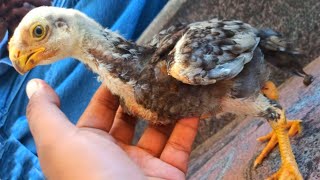 Parrot Beak Aseel Chick Collection Breeding Aseel 0264 and long tail