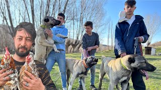 DAĞ EVİNDE FIRTINALI GÜNLER /ÇOCUKLARIN KANGAL KÖPEĞİ SEVGİSİ / SÜRPRİZ TAVUKLAR