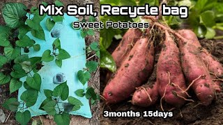 How to Mix Soil to Grow Sweet Potatoes in Bag / Recycle Bag to Grow Sweet Potatoes at Home