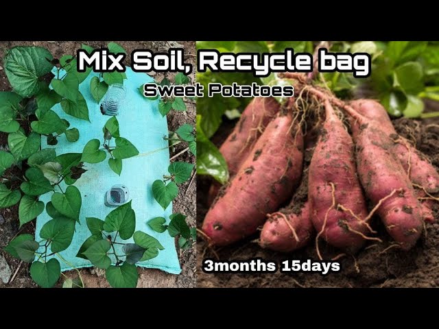 Vegetable Potato Growing Bag Felt Grow Bags with Handle Garden Fabric Growing  Planting Bag  China Root Control Bag and Tree Protect Geotextile price   MadeinChinacom