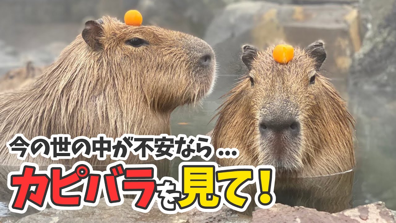 効果絶大】寝る前や仕事中に最適なカピバラヒーリング！ - YouTube