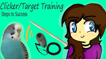 The First Thing You Should Train Your Bird! l Clicker/Target Training Tutorial