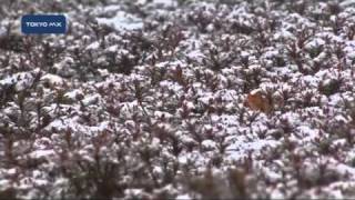 都内の雪、午後も降り続く