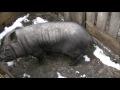 вьетнамские свиньи разведение и откорм