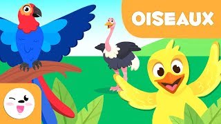 Les oiseaux pour enfants - Les animaux vertébrés - Sciences naturelles pour enfants