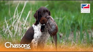 Pourquoi choisir un Münsterlandër pour la chasse?