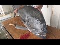 重さ15kgの超巨大アジを捌いたら握力がゼロになった！