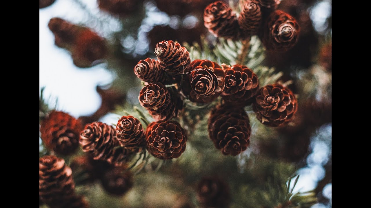 Утреннее Богопоклонение. 07.03.2026.Субботняя школа 10 урок. Нелипович В. Проповедь. Борисюк З.