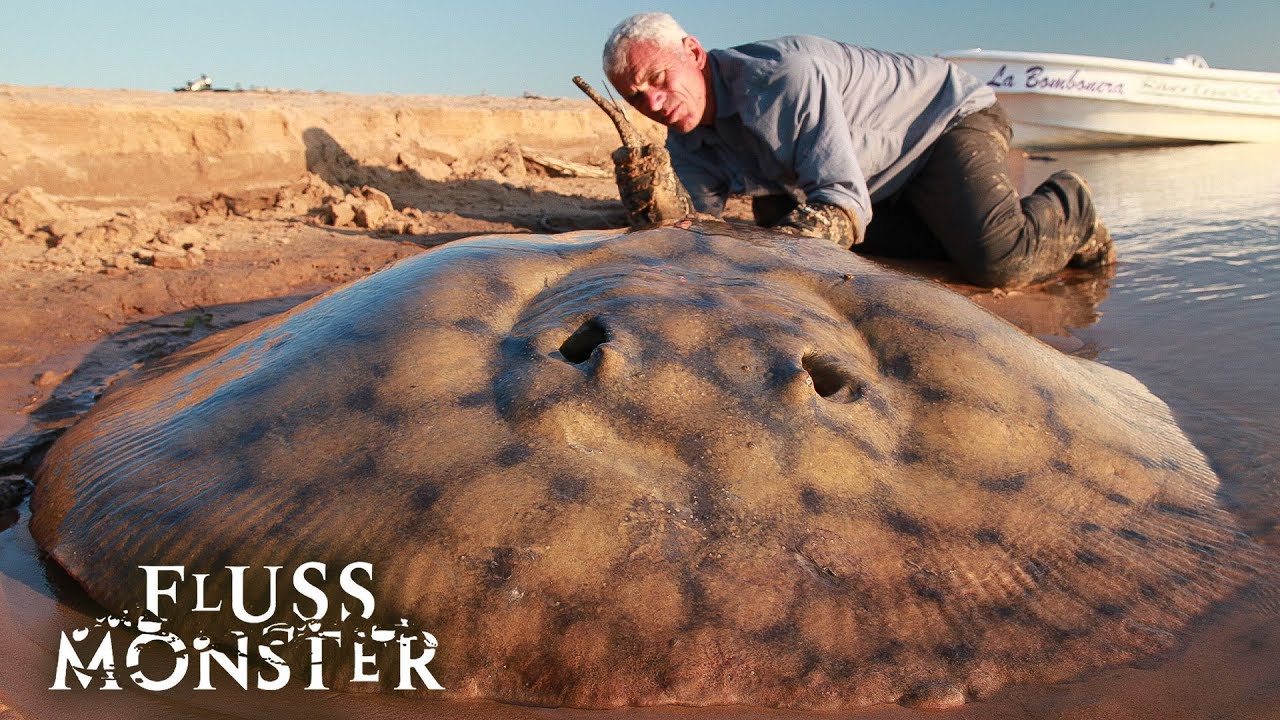 Der argentinische Süßwasserstechrochen: Der lautlose Killer | S3 E05 | Fluss Monster