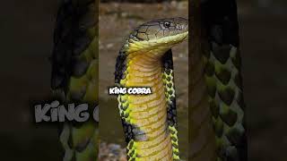பாம்புக்கு Vibration இருக்கா 😱😱😮 | Top 3 facts About Snakes | #shorts #snakes #amazonrainforest