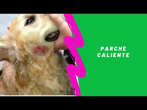 Video: ¿Qué causa los puntos calientes en los perros?