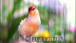 masteran Kenari WATERSLAGER Gacor Cengkok mewah || AMPUH gampang ditirukn KENARI PAUD