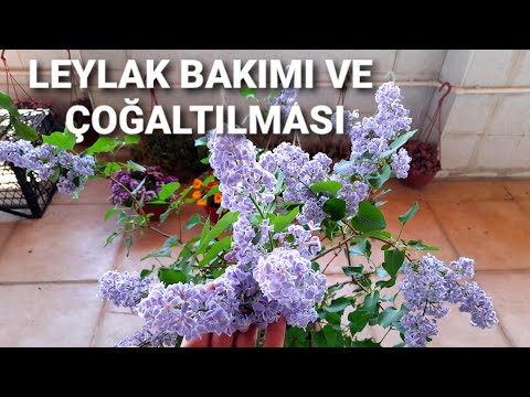 Video: Leylak Neden çiçek Açmayı Bıraktı?