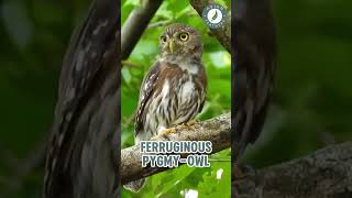 Ferruginous Pygmy-Owl Vs Mottled Owl - Pure Nature Sounds