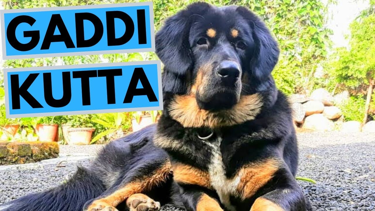 Gaddi Kutta Dog Breed - Facts and 