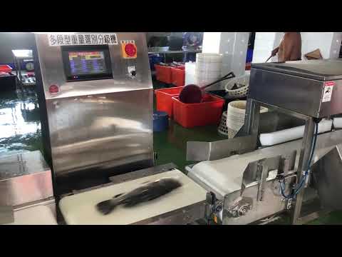 晨嘉自動化-鱸魚重量分級機水產重量分選機