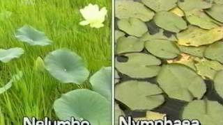 American lotus (Nelumbo lutea)