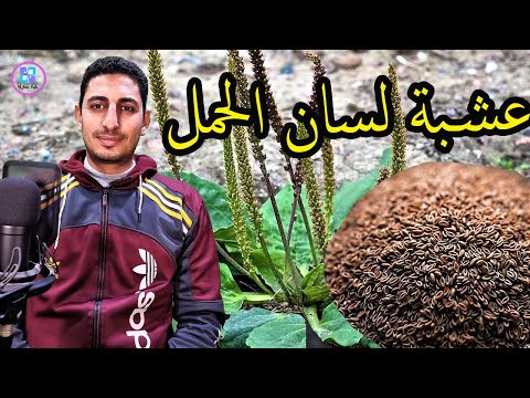 فيديو: زراعة عشب لسان الحمل - تعرف على كيفية التعرف على أعشاب لسان الحمل للبستنة