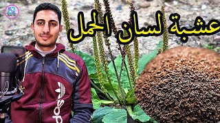 عشبة لسان الحمل بذور بقشور مذهلة الفوائد وتسمى القاطونة !!