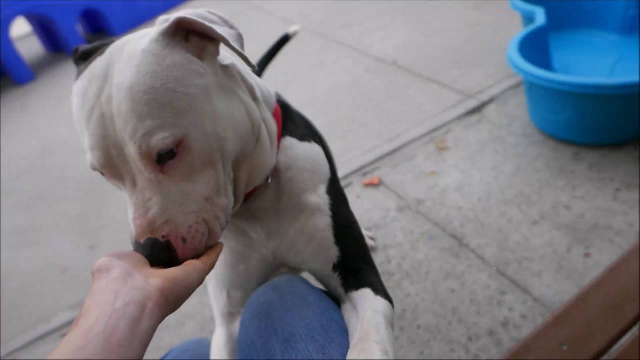 Nelly - A1080581 - Brooklyn ACC camera iphone 8 plus apk