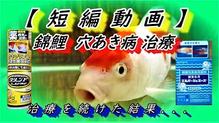 短編動画 錦鯉 穴あき病 治療の結果 Youtube 短編動画 錦鯉 穴あき病 治療の結果 Youtube