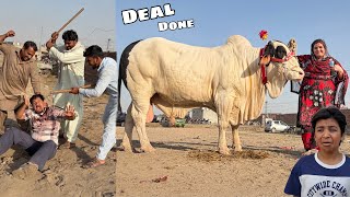 Mandi Ma Mamu Ki Larai Ho Gai 😱 Finally Qurbani Ke Janwar Le Liya 🥳
