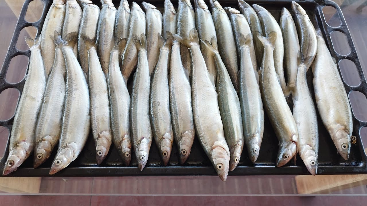 PESCA de PEJERREY CHILENO / LAGO COLBÚN