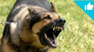KÖPEK SESİ (UZUN VERSİYON)5 DK