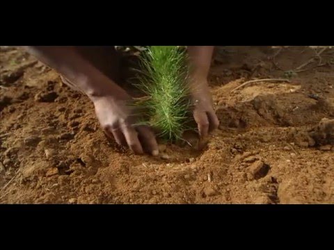 Video: Alakul, Kitalu Cha Miti Ya Mapambo Na Matunda Na Vichaka Katika Wilaya Ya Vyborg