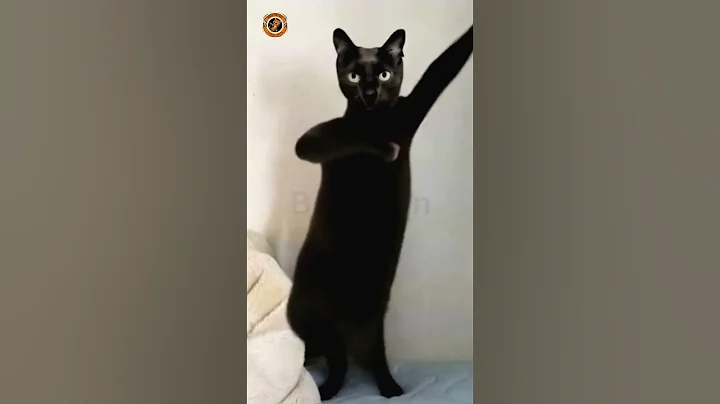 Video 7903431: cats catlover pets, catlover pets dance, funny cat, kitten