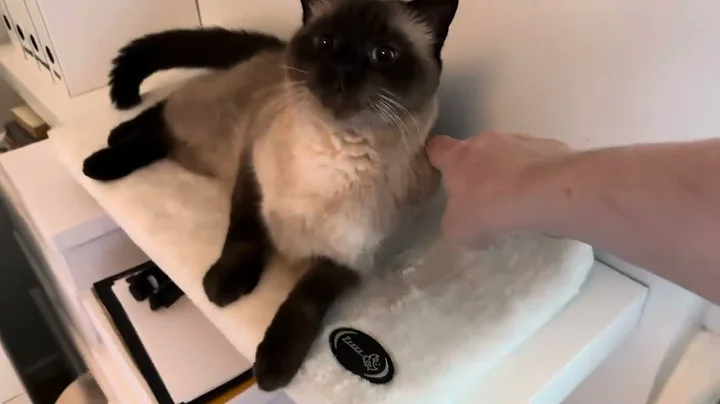 Video 3383791: siamese russian blue cats, pets reaction