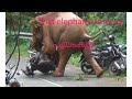 wild elephant violence pooyamkutty