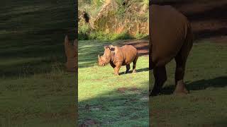 Rinoceronte Blanco 🦏 - Parque de Cabarceno (Cantabria-España)