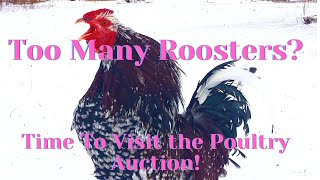 Poultry Auction